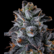 Inside Joke - COMPOUND GENETICS | TanieSianie.pl