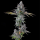 Inside Joke - COMPOUND GENETICS | TanieSianie.pl