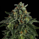 Jet Puft - COMPOUND GENETICS | TanieSianie.pl