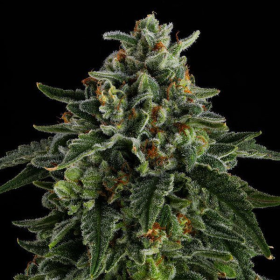 Jet Puft - COMPOUND GENETICS | TanieSianie.pl