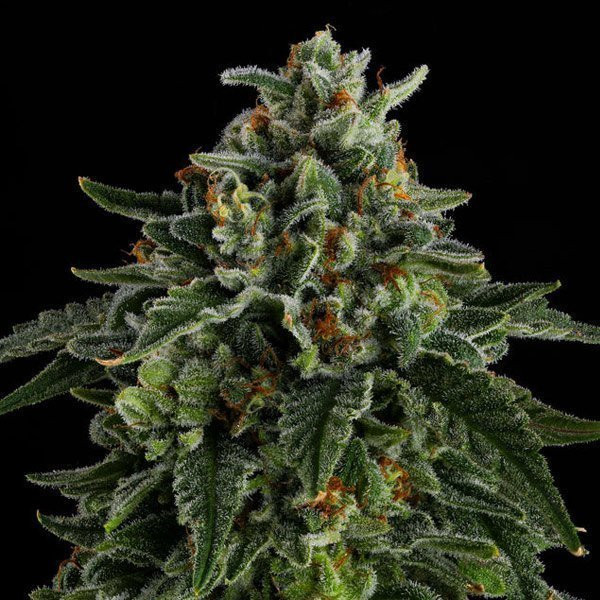 Jet Puft - COMPOUND GENETICS | TanieSianie.pl