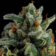 Jet Puft - COMPOUND GENETICS | TanieSianie.pl