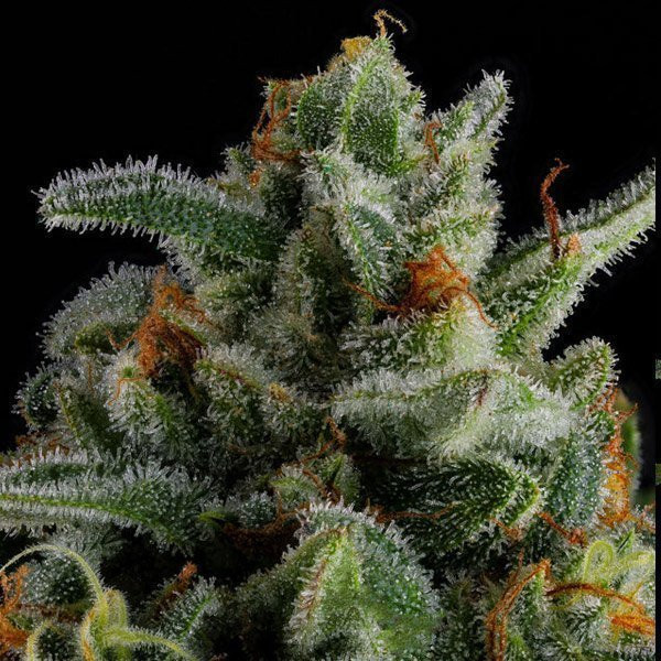Jet Puft - COMPOUND GENETICS | TanieSianie.pl
