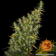 Dr Grinspoon - BARNEY’S FARM | TanieSianie.pl