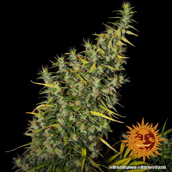 Dr Grinspoon - BARNEY’S FARM | TanieSianie.pl