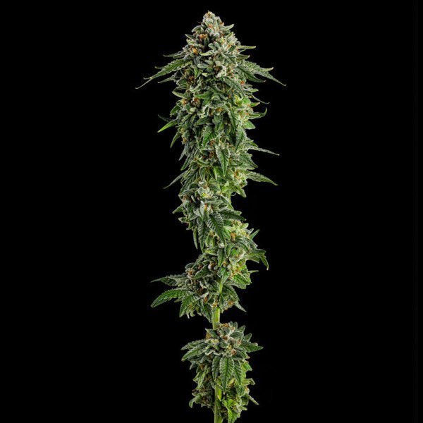 Jet Puft - COMPOUND GENETICS | TanieSianie.pl
