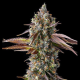 Strawberry Skrilla - COMPOUND GENETICS | TanieSianie.pl