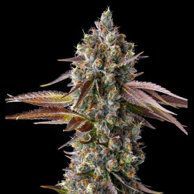 Strawberry Skrilla - COMPOUND GENETICS | TanieSianie.pl