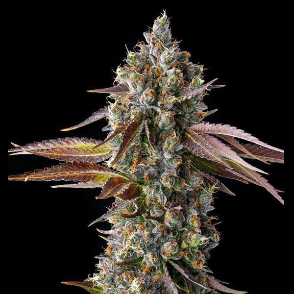 Strawberry Skrilla - COMPOUND GENETICS | TanieSianie.pl