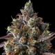 Strawberry Skrilla - COMPOUND GENETICS | TanieSianie.pl