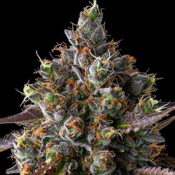 Strawberry Skrilla - COMPOUND GENETICS | TanieSianie.pl