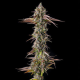 Strawberry Skrilla - COMPOUND GENETICS | TanieSianie.pl