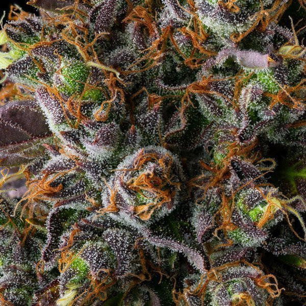 Strawberry Skrilla - COMPOUND GENETICS | TanieSianie.pl