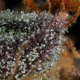 Strawberry Skrilla - COMPOUND GENETICS | TanieSianie.pl