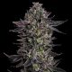 The Scrooge - COMPOUND GENETICS | TanieSianie.pl
