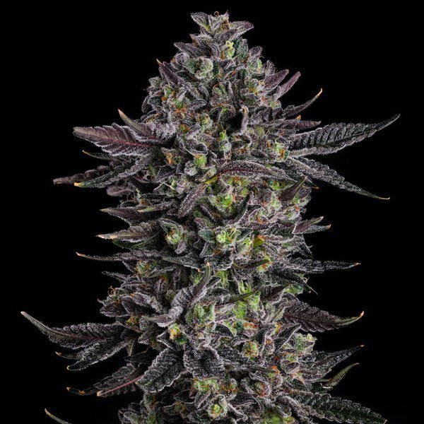The Scrooge - COMPOUND GENETICS | TanieSianie.pl