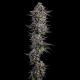 The Scrooge - COMPOUND GENETICS | TanieSianie.pl