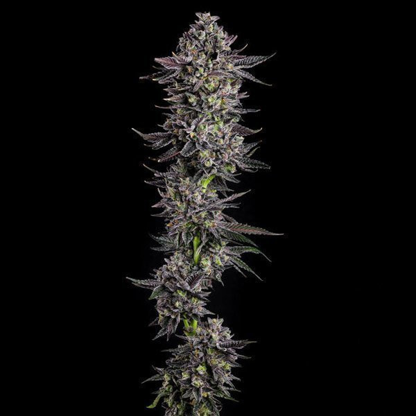 The Scrooge - COMPOUND GENETICS | TanieSianie.pl