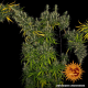 Dr Grinspoon - BARNEY’S FARM | TanieSianie.pl