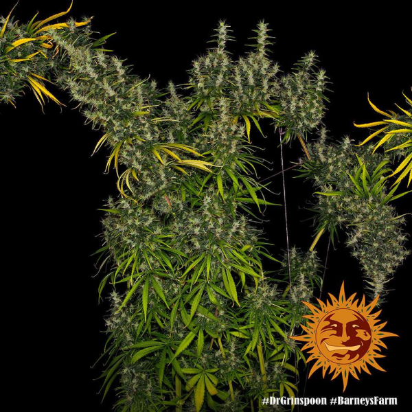 Dr Grinspoon - BARNEY’S FARM | TanieSianie.pl