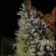 The Scrooge - COMPOUND GENETICS | TanieSianie.pl