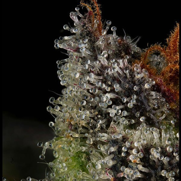 The Scrooge - COMPOUND GENETICS | TanieSianie.pl