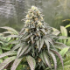 Lemonpaya - FASTBUDS | TanieSianie.pl