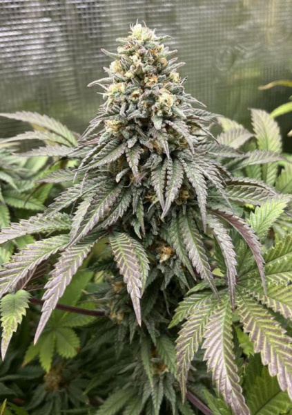 Lemonpaya - FASTBUDS | TanieSianie.pl
