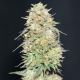 Lemonpaya - FASTBUDS | TanieSianie.pl