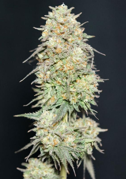Lemonpaya - FASTBUDS | TanieSianie.pl