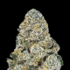 Lemonpaya - FASTBUDS | TanieSianie.pl