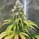 Gorilla Melon - FASTBUDS | TanieSianie.pl