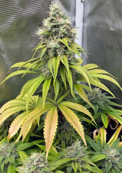 Gorilla Melon - FASTBUDS | TanieSianie.pl