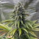Gorilla Melon - FASTBUDS | TanieSianie.pl