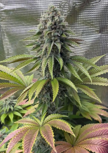 Gorilla Melon - FASTBUDS | TanieSianie.pl