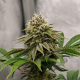 Gorilla Melon - FASTBUDS | TanieSianie.pl