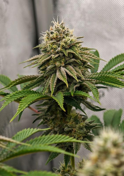 Gorilla Melon - FASTBUDS | TanieSianie.pl
