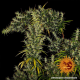 Dr Grinspoon - BARNEY’S FARM | TanieSianie.pl