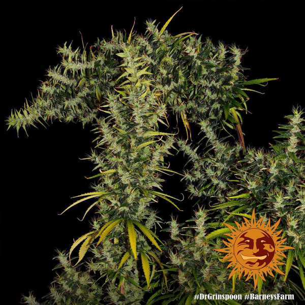Dr Grinspoon - BARNEY’S FARM | TanieSianie.pl