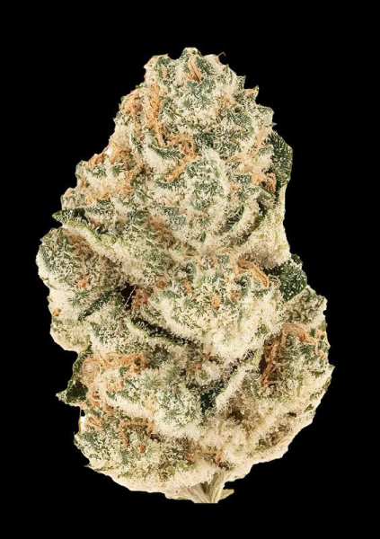 Gorilla Melon - FASTBUDS | TanieSianie.pl