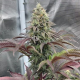 Rainbow Melon - FASTBUDS | TanieSianie.pl