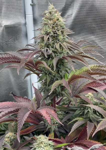 Rainbow Melon - FASTBUDS | TanieSianie.pl
