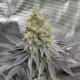 Rainbow Melon - FASTBUDS | TanieSianie.pl