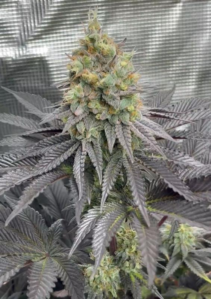 Rainbow Melon - FASTBUDS | TanieSianie.pl