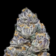 Rainbow Melon - FASTBUDS | TanieSianie.pl