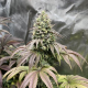 Papaya Sherbet - FASTBUDS | TanieSianie.pl