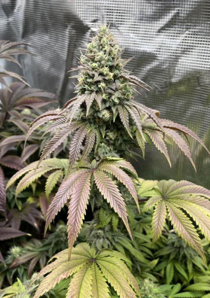 Papaya Sherbet - FASTBUDS | TanieSianie.pl