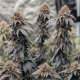 Papaya Sherbet - FASTBUDS | TanieSianie.pl