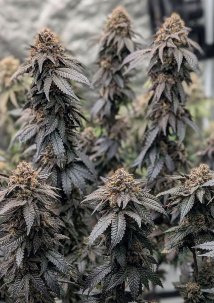 Papaya Sherbet - FASTBUDS | TanieSianie.pl