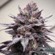 Papaya Sherbet - FASTBUDS | TanieSianie.pl